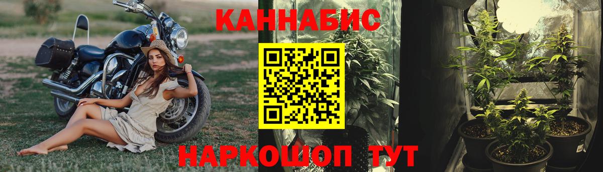 Асино  Марихуана сатива  Бошки Шишки тримм  Вход с VPN  Шишки марихуана тримм 